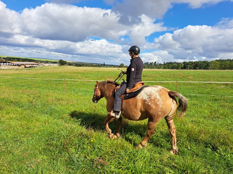 Appaloosa Mare 5 years 14,3 hh Leopard-Piebald in Meisdorf