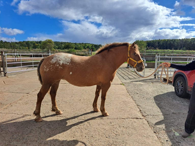 Appaloosa Mare 5 years 14,3 hh Leopard-Piebald in Meisdorf