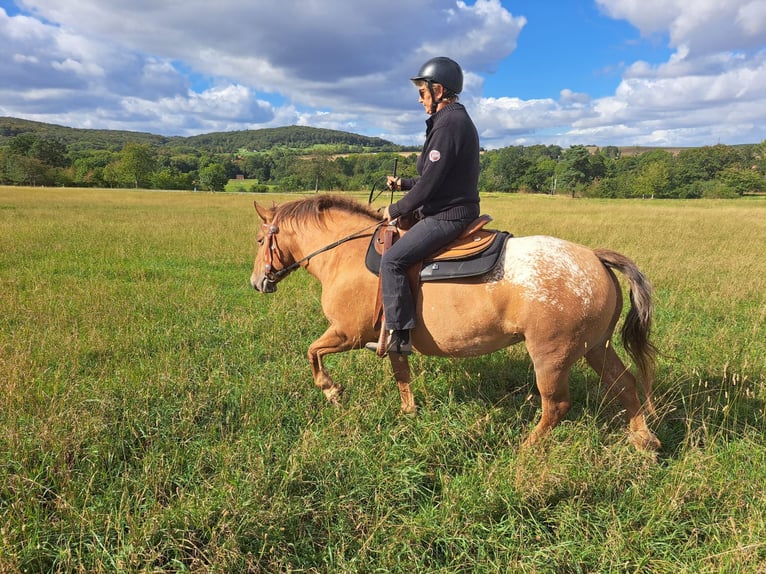 Appaloosa Mare 5 years 14,3 hh Leopard-Piebald in Meisdorf