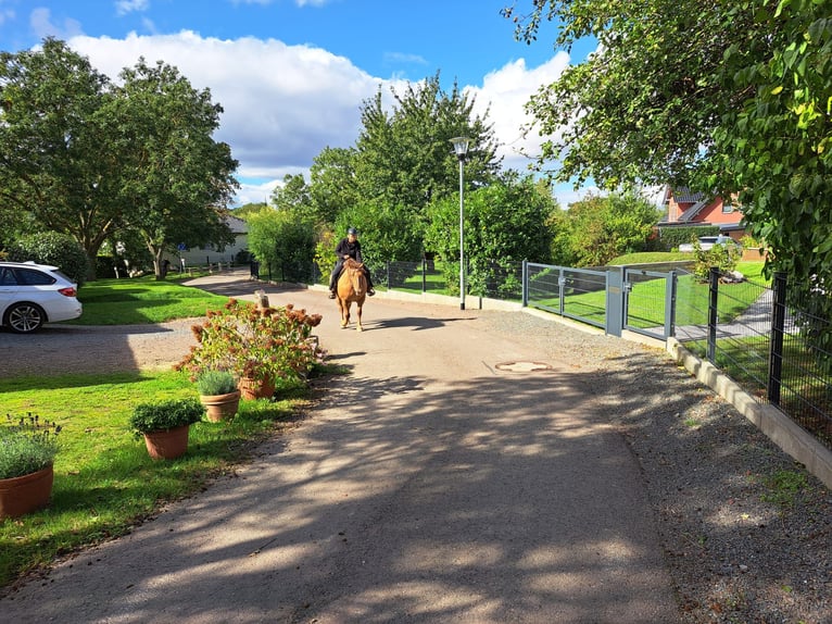 Appaloosa Mare 5 years 14,3 hh Leopard-Piebald in Meisdorf