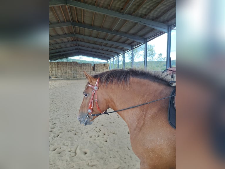 Appaloosa Mare 5 years 14,3 hh Leopard-Piebald in Meisdorf