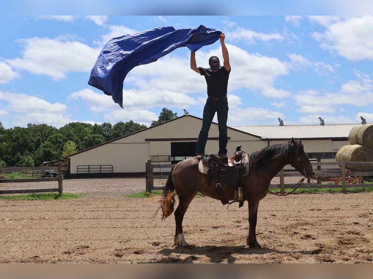 Appaloosa Mare 5 years 14,1 hh Bay in Howell