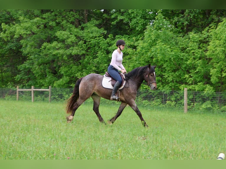Appaloosa Mare 5 years 14,1 hh Bay in Howell