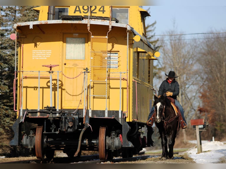 Appaloosa Mix Mare 5 years 14,2 hh Black in Clarion