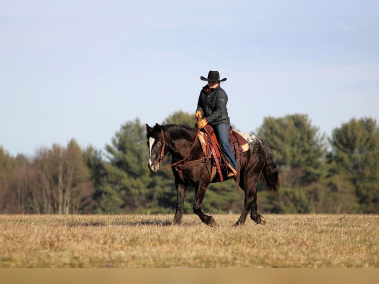 Appaloosa Mix Mare 5 years 14,2 hh Black in Clarion