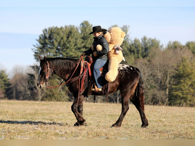 Appaloosa Mix Mare 5 years 14,2 hh Black in Clarion