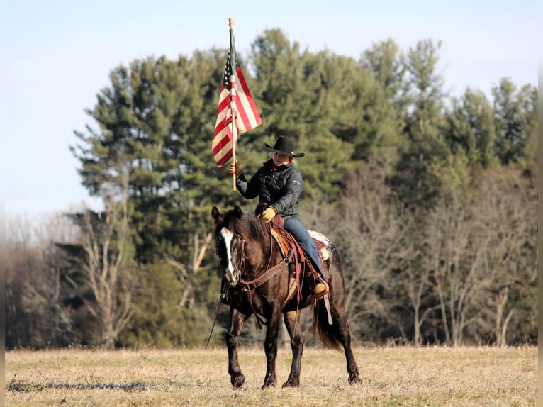 Appaloosa Mix Mare 5 years 14,2 hh Black in Clarion