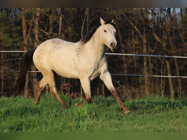 Appaloosa Mare 5 years 14,2 hh Buckskin in Globoko