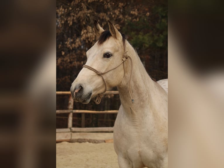 Appaloosa Mare 5 years 14,2 hh Buckskin in Globoko