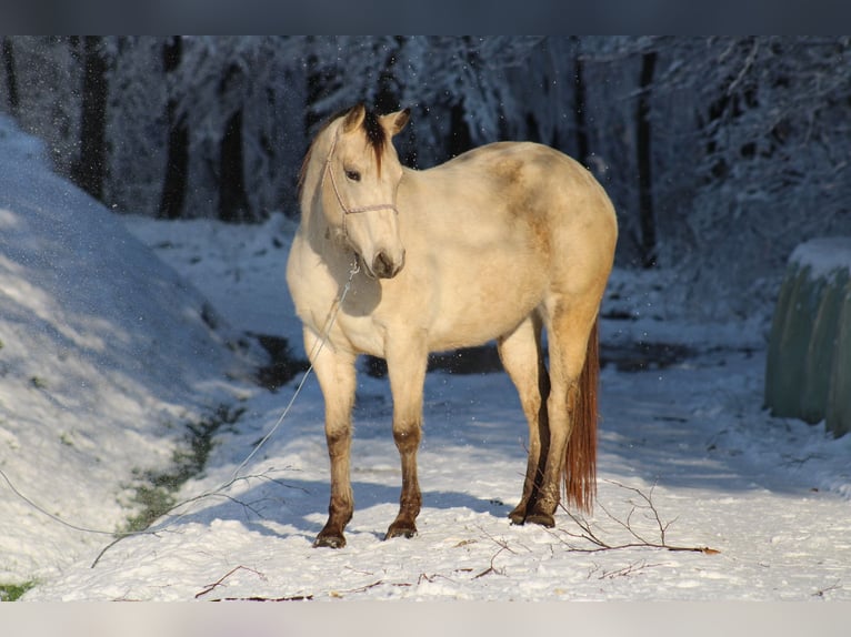 Appaloosa Mare 5 years 14,2 hh Buckskin in Globoko