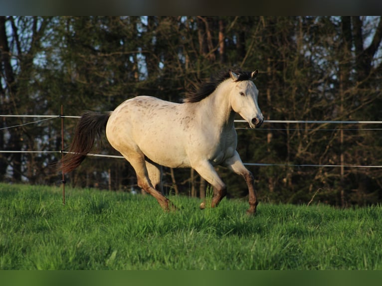 Appaloosa Mare 5 years 14,2 hh Buckskin in Globoko