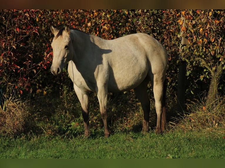 Appaloosa Mare 5 years 14,2 hh Buckskin in Globoko