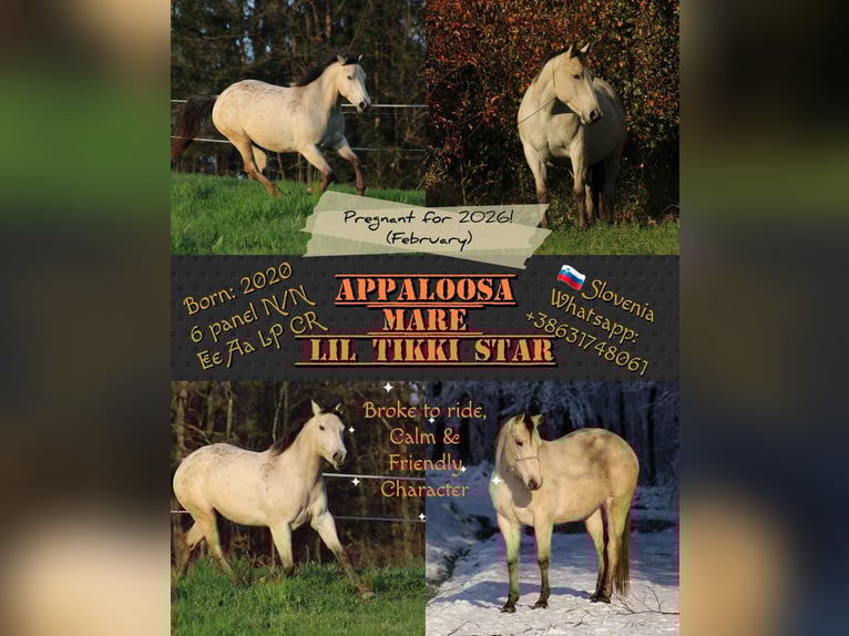 Appaloosa Mare 5 years 14,2 hh Buckskin in Globoko