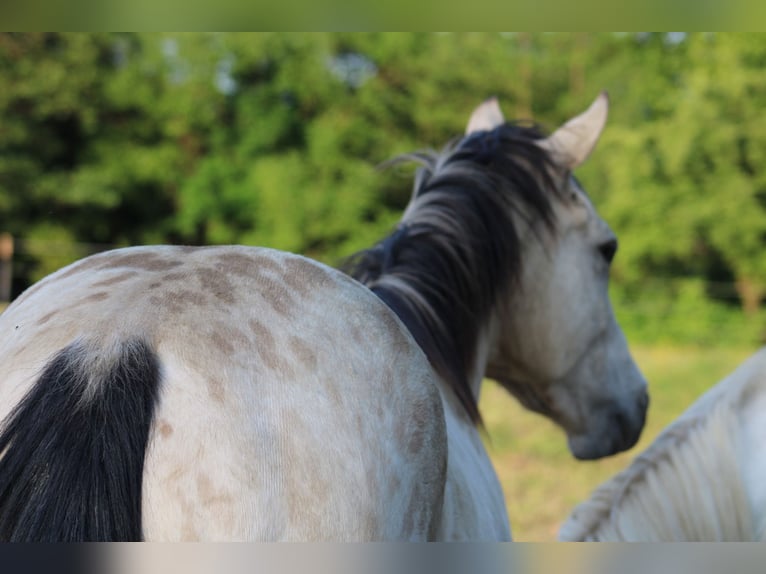 Appaloosa Mare 5 years 14,2 hh Buckskin in Globoko