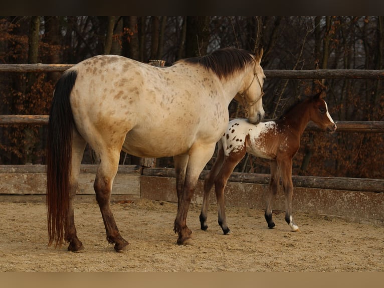 Appaloosa Mare 5 years 14,2 hh Buckskin in Globoko