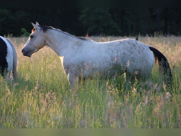 Appaloosa Mare 5 years 14,2 hh Buckskin in Globoko