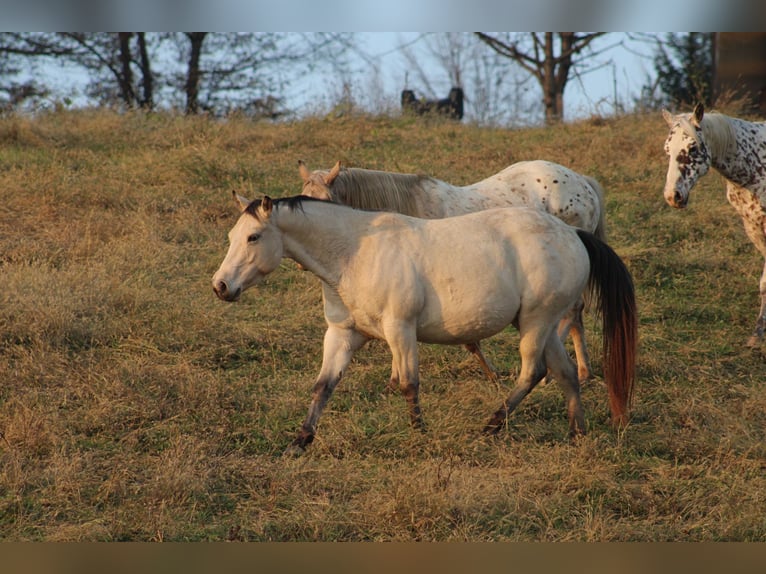 Appaloosa Mare 5 years 14,2 hh Buckskin in Globoko