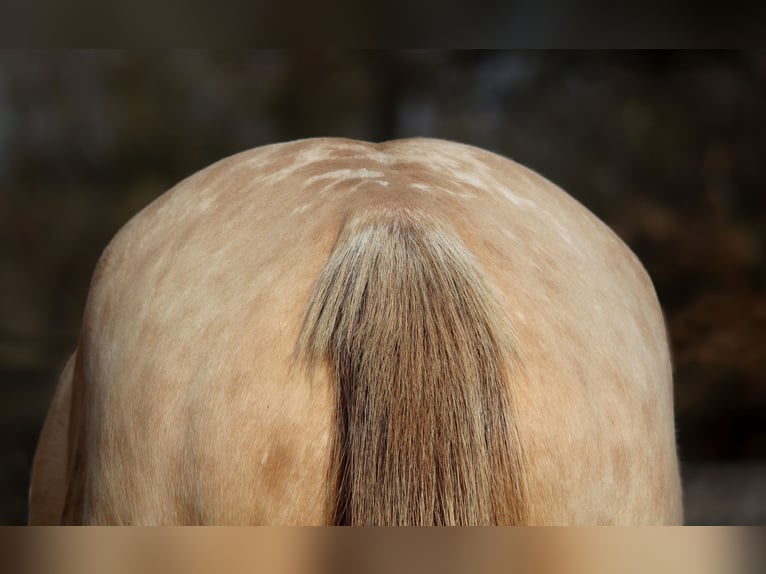 Appaloosa Mix Mare 5 years 14,2 hh Champagne in Cleppé