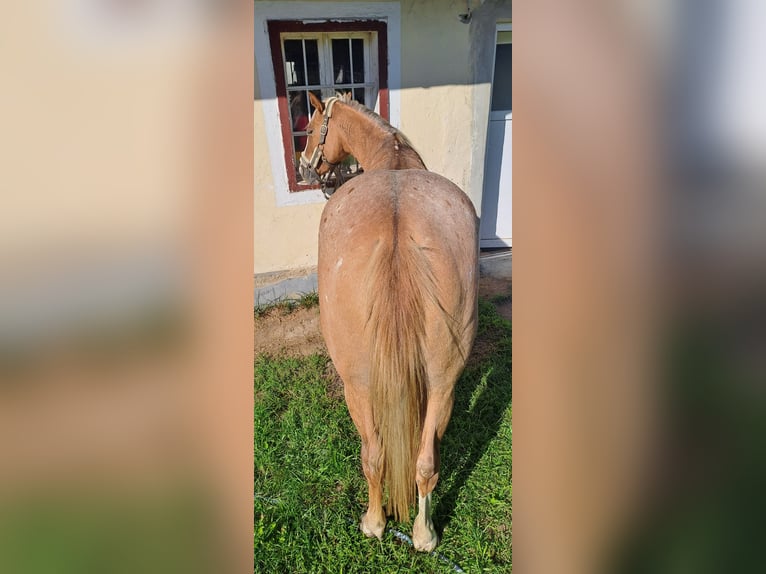 Appaloosa Mare 5 years 14,2 hh Chestnut-Red in Obervogau