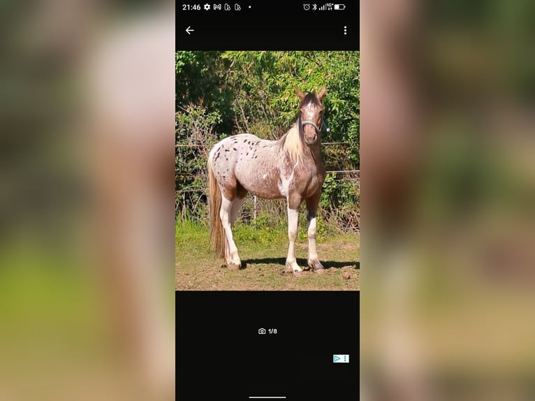Appaloosa Mare 5 years 14,2 hh Leopard-Piebald in Rain