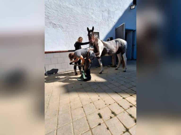 Appaloosa Mare 5 years 14,2 hh Leopard-Piebald in Rain