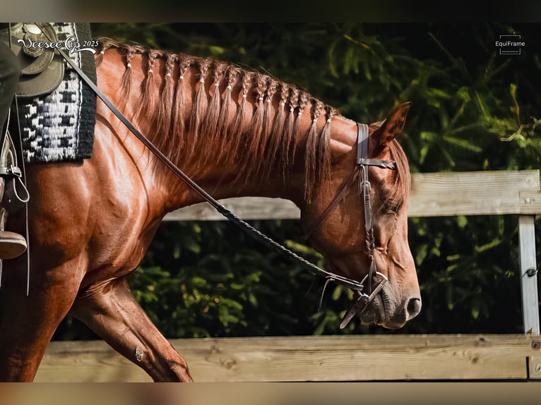 Appaloosa Mare 5 years 15.1 hh Chestnut in Decin