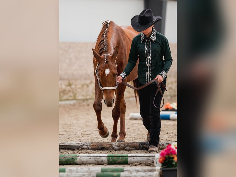 Appaloosa Mare 5 years 15.1 hh Chestnut in Decin