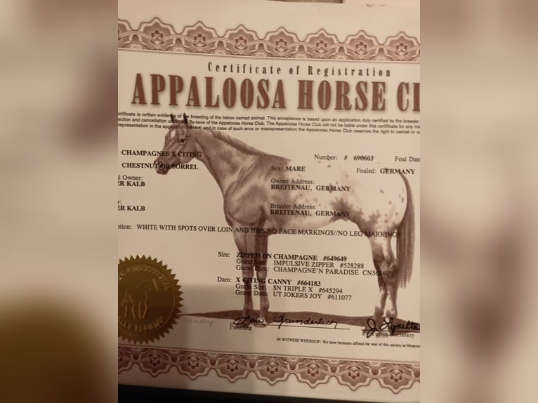 Appaloosa Mare 5 years 15.2 hh Leopard-Piebald in Schinveld