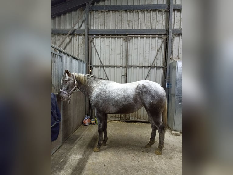 Appaloosa Mare 5 years 15.2 hh Leopard-Piebald in Schinveld