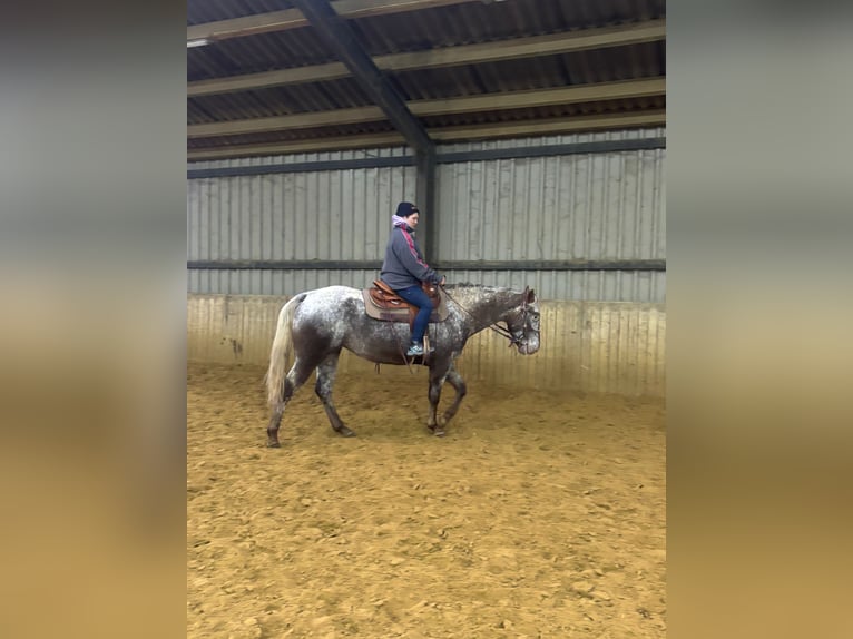 Appaloosa Mare 5 years 15.2 hh Leopard-Piebald in Schinveld