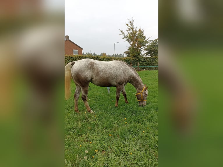 Appaloosa Mare 5 years 15.2 hh Leopard-Piebald in Schinveld