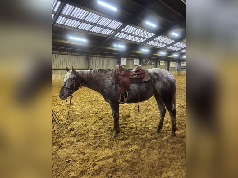 Appaloosa Mare 5 years 15.2 hh Leopard-Piebald in Schinveld