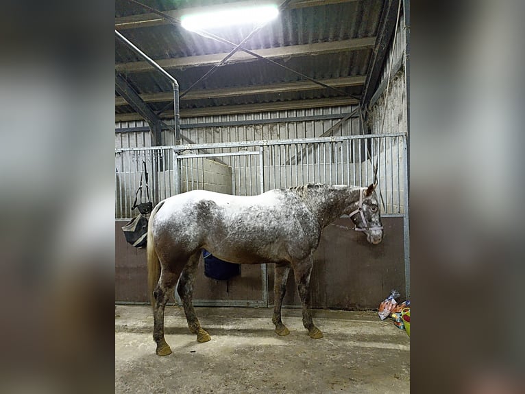 Appaloosa Mare 5 years 15.2 hh Leopard-Piebald in Schinveld