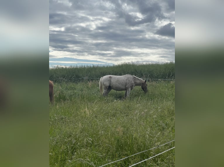 Appaloosa Mix Mare 5 years 15.2 hh Roan-Blue in Ecklingerode