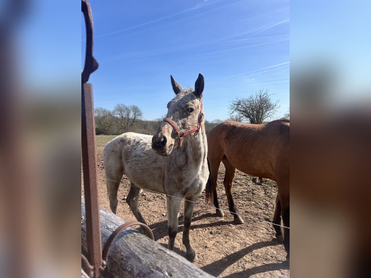 Appaloosa Mix Mare 5 years 15.2 hh Roan-Blue in Ecklingerode