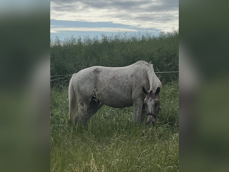 Appaloosa Mix Mare 5 years 15.2 hh Roan-Blue in Ecklingerode
