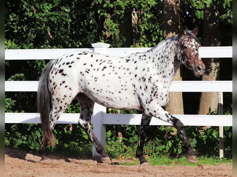 Appaloosa Mix Mare 5 years 15 hh Leopard-Piebald in Oberlangen