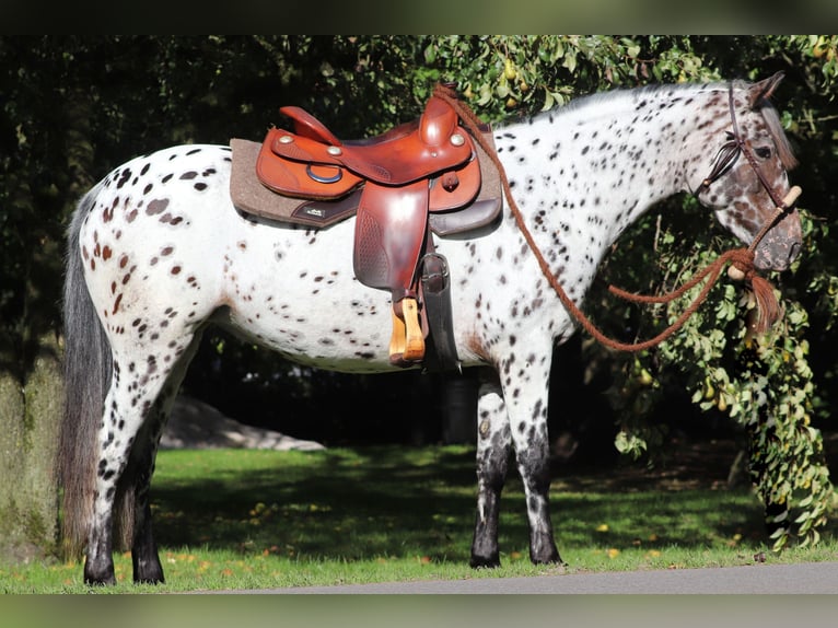 Appaloosa Mix Mare 5 years 15 hh Leopard-Piebald in Oberlangen