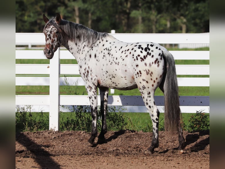 Appaloosa Mix Mare 5 years 15 hh Leopard-Piebald in Oberlangen