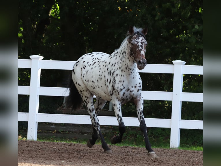 Appaloosa Mix Mare 5 years 15 hh Leopard-Piebald in Oberlangen