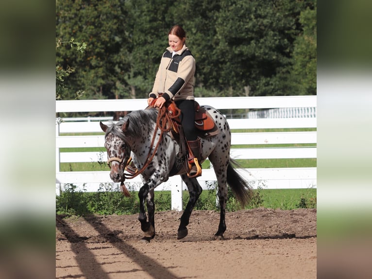 Appaloosa Mix Mare 5 years 15 hh Leopard-Piebald in Oberlangen Appaloosa Mix Mare 5 years 15 hh Leopard-Piebald in Oberlangen
