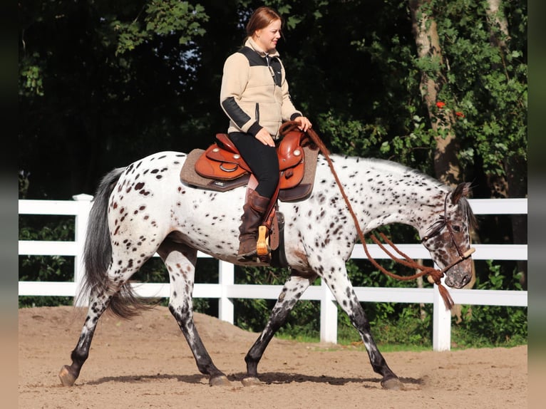 Appaloosa Mix Mare 5 years 15 hh Leopard-Piebald in Oberlangen Appaloosa Mix Mare 5 years 15 hh Leopard-Piebald in Oberlangen