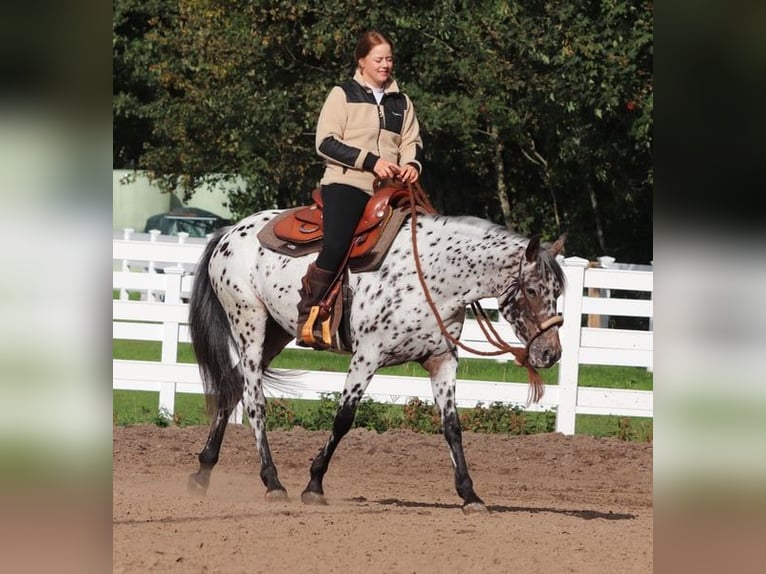 Appaloosa Mix Mare 5 years 15 hh Leopard-Piebald in Oberhausen