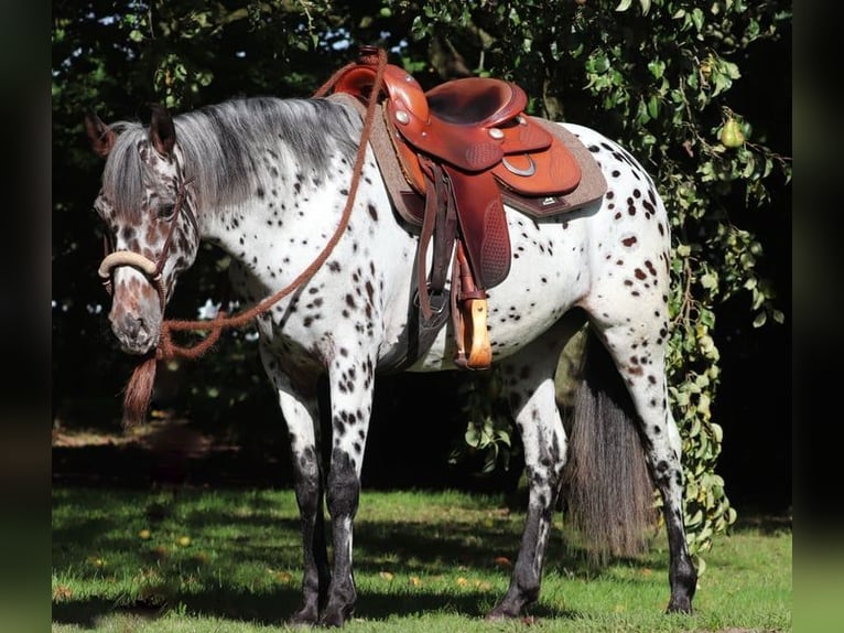 Appaloosa Mix Mare 5 years 15 hh Leopard-Piebald in Oberhausen