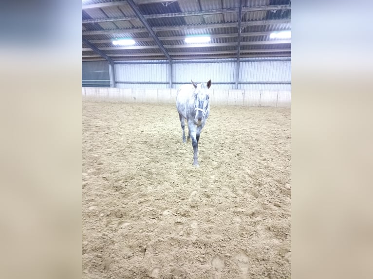 Appaloosa Mare 5 years 15,1 hh Red Dun in Sittard