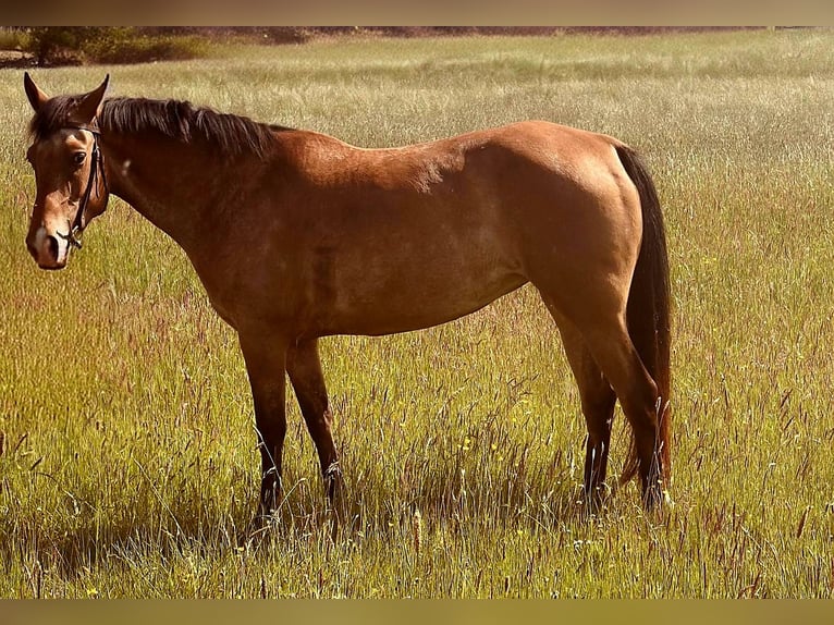 Appaloosa Mare 5 years 15,1 hh Roan-Bay in Bad M&#xFC;nstereifel