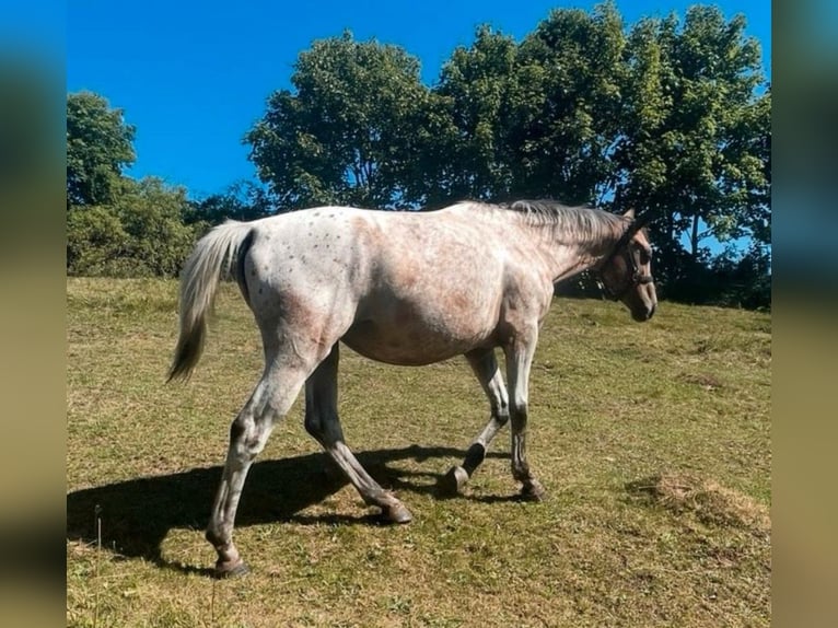 Appaloosa Mix Mare 5 years 15,2 hh Roan-Blue in Kaltohmfeld