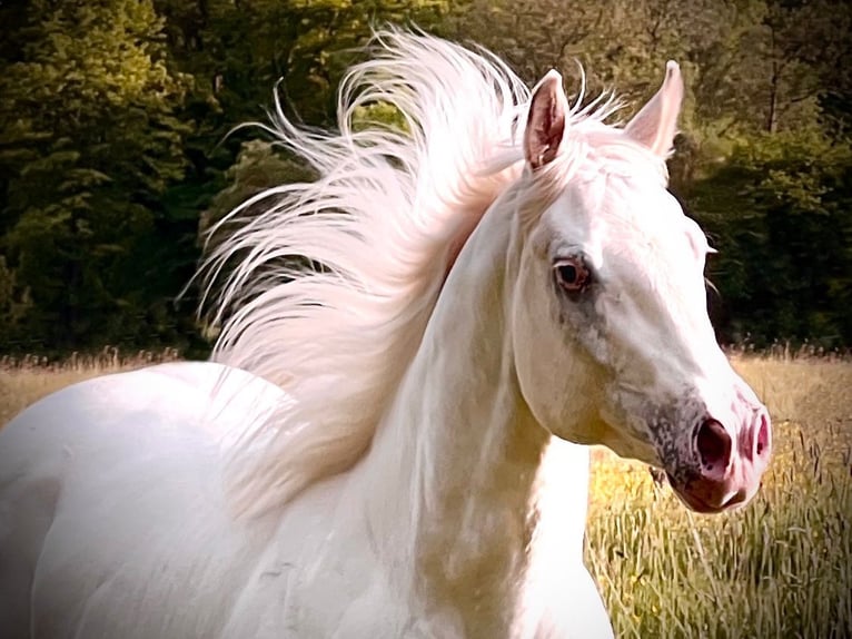 Appaloosa Mare 5 years 15,2 hh in Liebenau