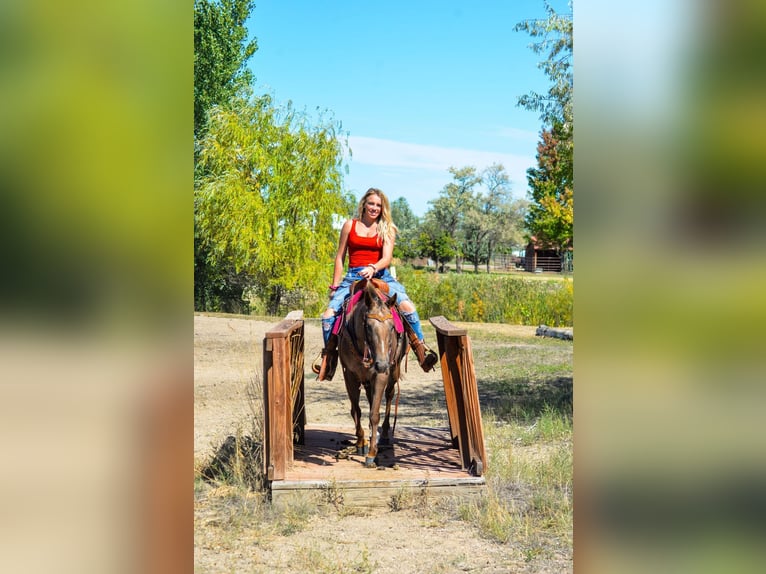 Appaloosa Mare 6 years 13,2 hh Chestnut in Fort Collins, CO