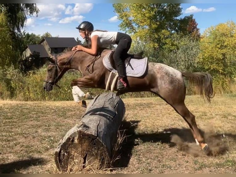 Appaloosa Mare 6 years 13,2 hh Chestnut in Fort Collins, CO